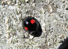 Attēlu rezultāti vaicājumam “Chilocorus renipustulatus”