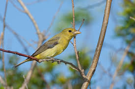 Image result for Piranga olivacea