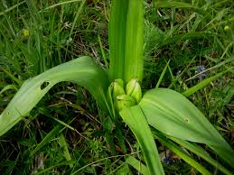 Image result for Herbstzeitlose