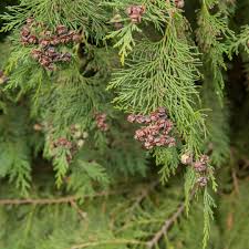 Attēlu rezultāti vaicājumam “Chamaecyparis lawsoniana”