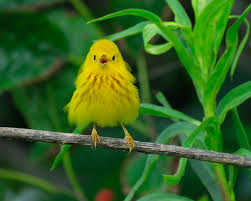 Image result for Dendroica petechia