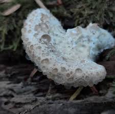 Attēlu rezultāti vaicājumam “Postia guttulata”