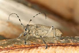 Attēlu rezultāti vaicājumam “Saperda carcharias”