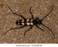 Attēlu rezultāti vaicājumam “Leptura quadrifasciata”