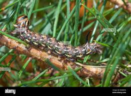 Attēlu rezultāti vaicājumam “Sphinx pinastri larva”