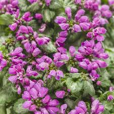 Attēlu rezultāti vaicājumam “Lamium”