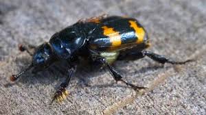 Attēlu rezultāti vaicājumam “Nicrophorus investigator imago”