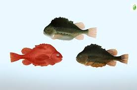 Image result for Cyclopterus lumpus