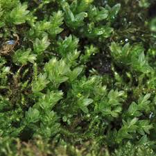 Attēlu rezultāti vaicājumam “Pohlia proligera”