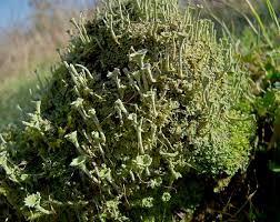 Attēlu rezultāti vaicājumam “Cladonia deformis”