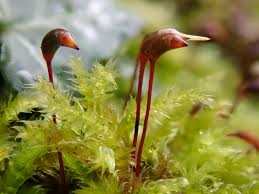 Attēlu rezultāti vaicājumam “Brachythecium rutabulum”