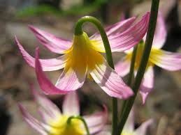 Attēlu rezultāti vaicājumam “Erythronium sibiricum flower”
