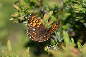 Attēlu rezultāti vaicājumam “Hamearis lucina underside”