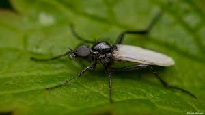 Attēlu rezultāti vaicājumam “Bibionidae female”