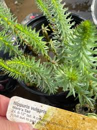 Attēlu rezultāti vaicājumam “Hippuris vulgaris”