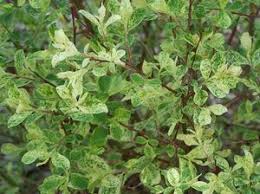 Attēlu rezultāti vaicājumam “Salix cinerea”