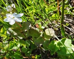 Attēlu rezultāti vaicājumam “Trientalis europaea fruit”