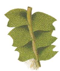 Attēlu rezultāti vaicājumam “Geocalyx graveolens”