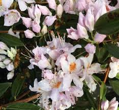 Attēlu rezultāti vaicājumam “Rhododendron sichotense flower”