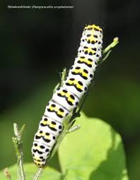 Attēlu rezultāti vaicājumam “Shargacucullia scrophulariae”