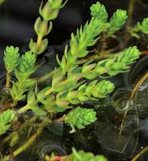 Attēlu rezultāti vaicājumam “Myriophyllum alterniflorum leaf”