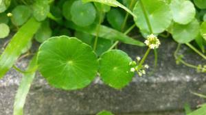 「香菇草」的圖片搜尋結果