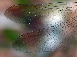 Attēlu rezultāti vaicājumam “Cordulidae”