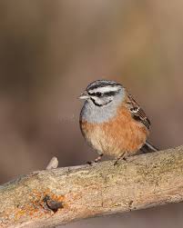 Image result for Emberiza cia