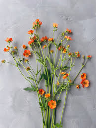 Attēlu rezultāti vaicājumam “Geum”