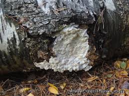 Attēlu rezultāti vaicājumam “Gloeoporus pannocinctus”