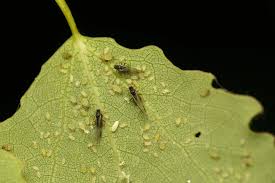 Attēlu rezultāti vaicājumam “Chaitophorus populeti”