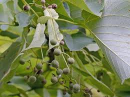 Attēlu rezultāti vaicājumam “Tilia americana”