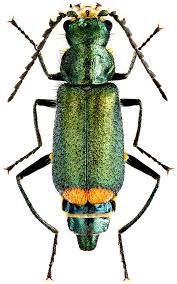 Attēlu rezultāti vaicājumam “Malachius bipustulatus”