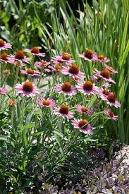Image result for Echinacea Lustre hybrids