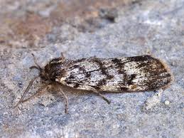 Attēlu rezultāti vaicājumam “Coscinia cribraria”