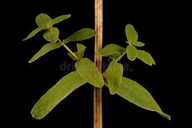 Attēlu rezultāti vaicājumam “Hypericum maculatum leaf”
