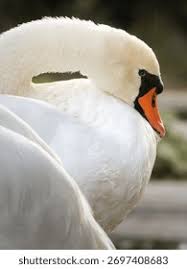 Attēlu rezultāti vaicājumam “Cygnus olor”