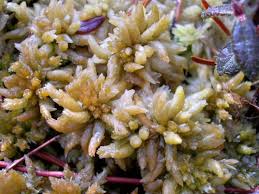 Attēlu rezultāti vaicājumam “Pseudobryum cinclidioides cells”