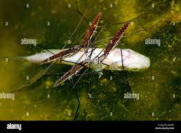 Attēlu rezultāti vaicājumam “Aquarius najas”