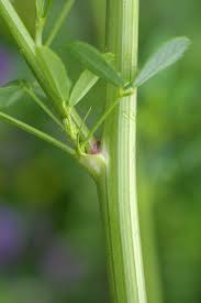 Attēlu rezultāti vaicājumam “Melilotus officinalis leaf”