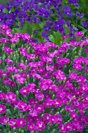 Attēlu rezultāti vaicājumam “Dianthus deltoides flower”