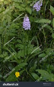 Attēlu rezultāti vaicājumam “Dactylorhiza fuchsii leaf”