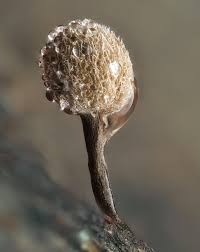 Attēlu rezultāti vaicājumam “Phleogena faginea young”