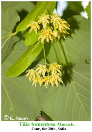 Attēlu rezultāti vaicājumam “Tilia x moltkei”