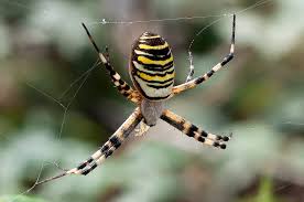 Attēlu rezultāti vaicājumam “Argiope bruennichi”