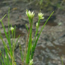 Attēlu rezultāti vaicājumam “Rhynchospora alba fruit”