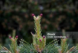 Attēlu rezultāti vaicājumam “Pinus sylvestris female flower”