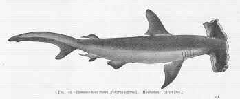 Image result for Sphyrna media