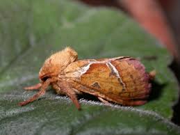 Attēlu rezultāti vaicājumam “Hepialus sylvina female”