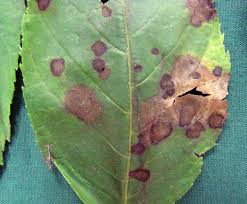 Attēlu rezultāti vaicājumam “Mycosphaerella ulmi”